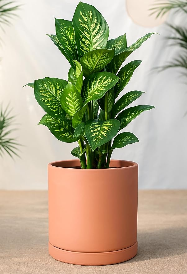 D'vine Dev Large 10 Inch Terracotta Plant Pot with Drainage Hole and Saucer, Round Cylinder Planter Pot for Indoor Plants, Set of 2, 40-X-B-5
