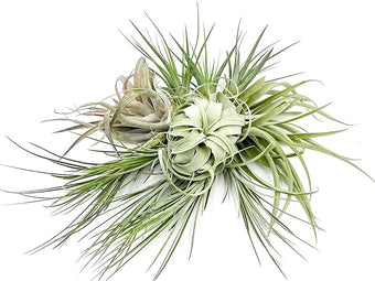 ragnaroc Holiday Hosting Gift Box Jumbo - 12ct - Tillandsia Air Plant Set - Live Arrival Guaranteed - House Plants for Home Decor & Gift