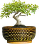 EPFamily Bonsai Pots 8 Inch - Ceramic Planter for Indoor Plants, Succulent Pots with Drainage Hole and Plant Tray, Modern Round Decorative Flower Planters, Home Decor, Brown & Green