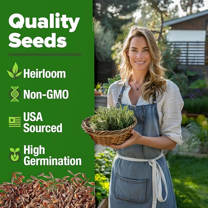 HOME GROWN Non GMO Rosemary Seeds Pack - 150 High Germinating Heirloom Herb Seeds for Planting in Indoor or Outdoor Herb Gardens (Salvia rosmarinus)