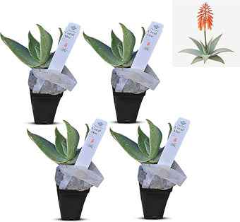 Coral Aloe Plants (Aloe striata) - Live Succulent with Striking Pink Edges and Smooth, Flat Leaves for Indoor/Outdoor Gardening (4 Coral Aloe Cups)