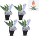 Coral Aloe Plants (Aloe striata) - Live Succulent with Striking Pink Edges and Smooth, Flat Leaves for Indoor/Outdoor Gardening (4 Coral Aloe Cups)