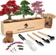 Meekear Bonsai Tree Kit with Complete Growing Starter Kit, Great Potted Growing DIY Gift for Adults