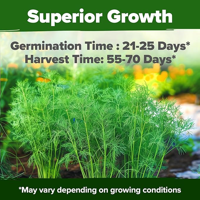 HOME GROWN Dill Seeds 2 Pack (Anethum Graveolens) - 2028 Non-GMO Heirloom Herb Seeds for Planting Indoors or Outdoors, High Germination, Ideal for Herb Gardens, Pots, and Cooking Flavorful Dishes