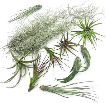 ragnaroc Live Air Plants - Tillandsia Gift Box TOR Variety Pack - 10 Count Large, 4-10 inches – Live Indoor Plants & Live 15 inch Spanish Moss – Live Plants for Home décor, Live Arrival Guaranteed