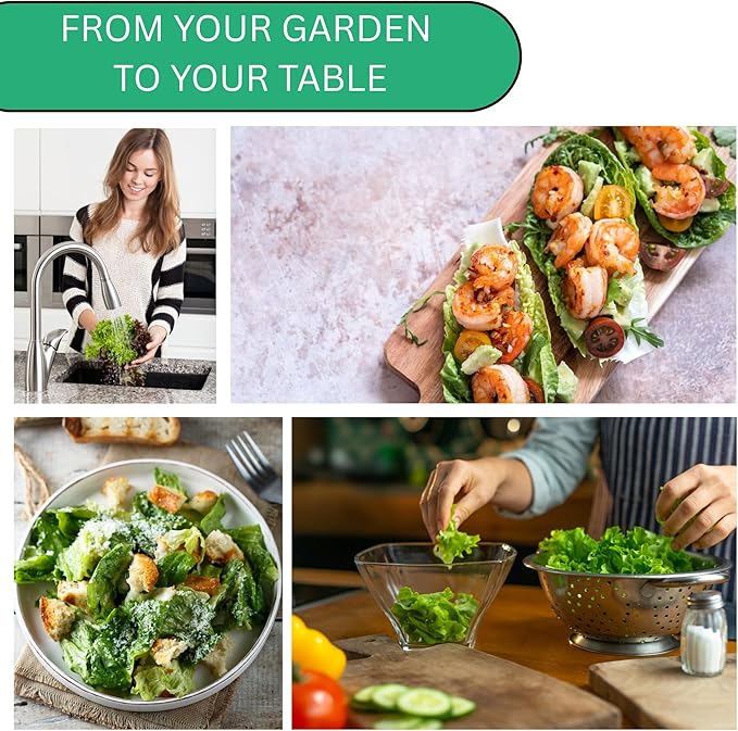 All Year Round Butterhead Lettuce Seeds for Planting - Over 2,700 Heirloom Non-GMO Seed Pack for Indoors & Outdoors - Beginner-Friendly Green Leaf Lettuce Seed | Woods Creek Seeds