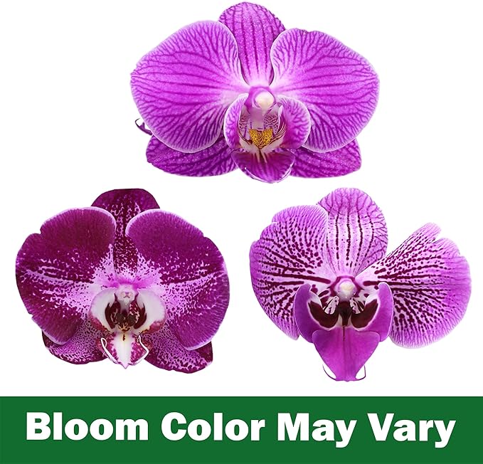 Premium Purple Live Orchid Plant Blooming in 3.5" Blue & White Orchid Pot, Live Plants, Houseplant Gifts, Approx. 16" Tall, Pet Friendly Houseplants, Phalaenopsis Moth Flower by Plants for Pets