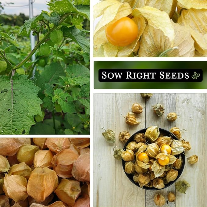 Sow Right Seeds - Ground Cherries Seeds for Planting - Non-GMO Heirloom Packet with Instructions to Plant an Outdoor Home Vegetable Garden - Mexican Husk Tomato - Endangered Variety (3)