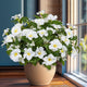 Brlita 19 Inch Artificial Fake Flowers for Outdoor,4 Pcs Faux Silk Petunias Spring Flowers for Outside for Indoor Porch Planter Front Door Garden Patio Window Box Home Decor(White)