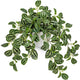 Briful Fake Plants Indoor Artificial Potted Silk Plants Faux Watermelon Peperomia Trailing Vine Plant for Home Office Livingroom Desk Shelf Mantle Decoration(Green/White - 1 Pack)