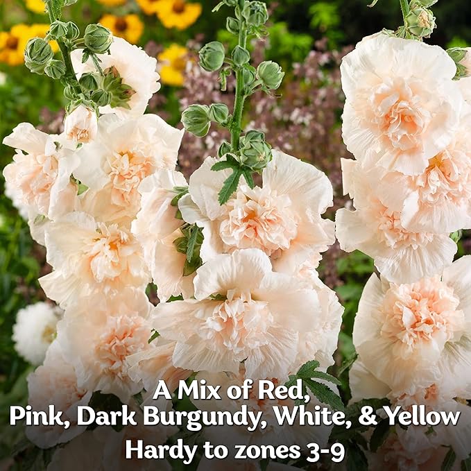KVITER 150 Chaters Hollyhock Seeds for Planting (Alcea rosea) - Heirloom | Tall Blooms | Pollinator Magnet - Double Hollyhocks Flower Seeds to Plant Outside in Garden, Cottage Borders, Containers
