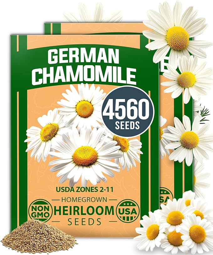 HOME GROWN German Chamomile Seed Pack – 4,560 Heirloom Seeds for Planting for Sustainable Gardens and Soothing Medicinal Herbal Teas (Matricaria chamomilla)
