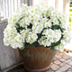 Hananona Artificial Geranium Flowers for Outdoors Geranium Silk Flowers Outdoor UV Resistant Garden Plants Faux Flowers for Home Kitchen Table Centerpieces Decor (12, White)