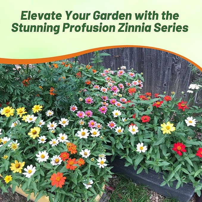 Outsidepride Profusion Double Mix Zinnia Seeds - 50 Pcs Annual, Hardy & Drought Tolerant, Easy to Grow, Flower Seeds for Planting with Daisylike Double Blooms, Ideal for Pollinator Gardens