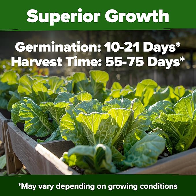 HOME GROWN Collard Green Seeds - 2 Pack - 600 Seeds for Fall Planting - High Germination Heirloom Vegetable Seeds,Vates Collard Greens Seed Pack(Brassica oleracea)