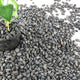 7lb Natural River Rocks Pebbles for Plants & Succulents, Decorative Outdoor Landscaping Garden Rocks, Mexican Beach Pebbles for Aquarium & Vase Decor