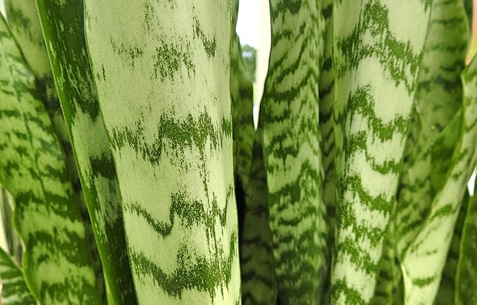 Live Snake Plant, Sansevieria Zeylanica, Indoor House Plant in Pot, Mother in Law Tongue Sansevieria Plant Live, Potted Succulent Plant, Fully Rooted Houseplant in Potting Soil by Plants for Pets