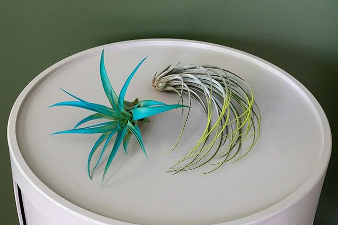 Purple Colorful Tillandsia Air Plants - Long Lasting Color Enhanced Live Tillandsia Succulent House Plants - Home and Garden Decor - Easy Care Indoor and Outdoor (Juncea, Pack of 3)