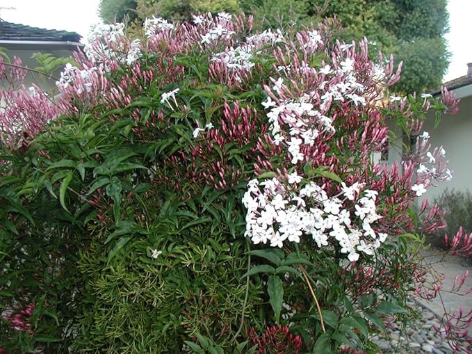 Pink Jasmine Vine - Jasminum Polyanthum - Fragrant & Blooming, Perfect for Indoor/Outdoor Decor (2 Pink jas sacs)