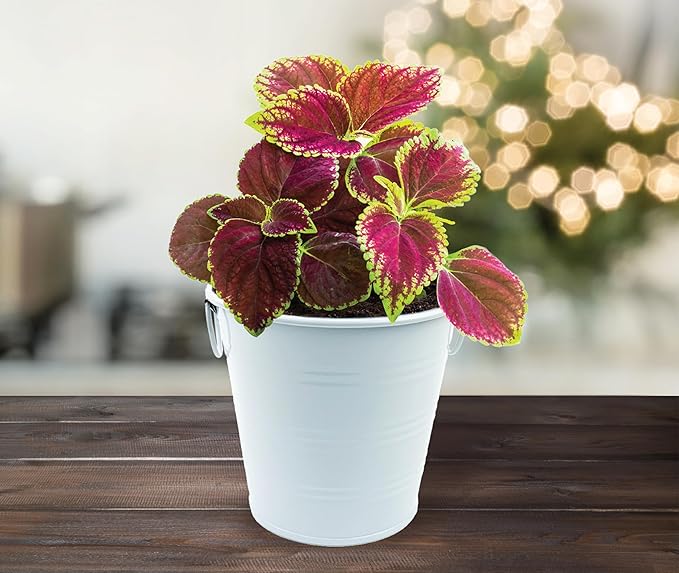 BUZZY Seeds Coleus Indoor Plant Grow Kit, White Metal Garden Pail with Planting Seeds and Growing Medium, Starter Set for Houseplants, Indoor Gardening Gift, Housewarming Present
