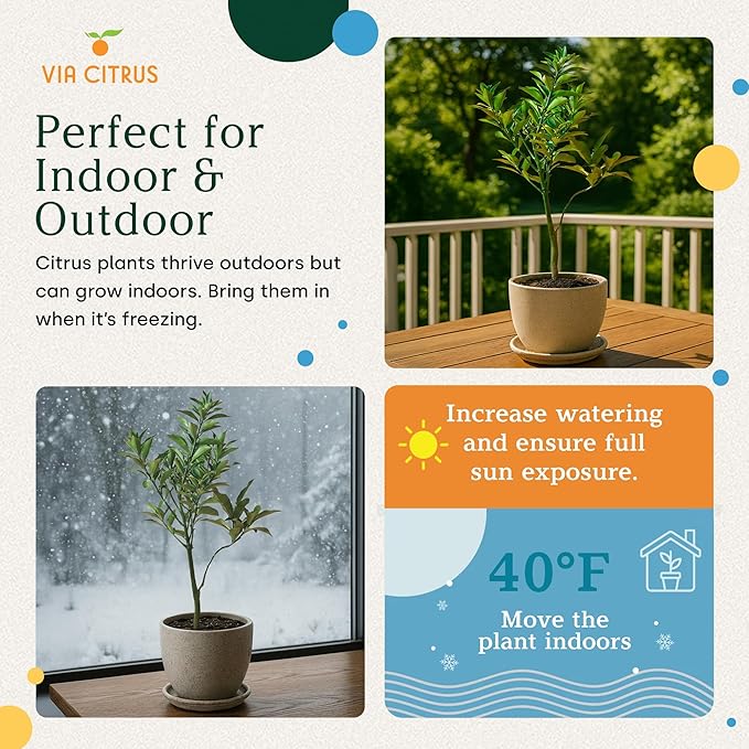 Grafted Kumquat Live Tree Plants Outdoor Plant 13"- 22" Tall Sweet Kumquat Fruiting Tree Cannot Ship: CA, AZ, TX, LA, Dwarf Fruit Trees, Indoor Fruit Trees Live Plants, Kumquats Plant by Via Citrus