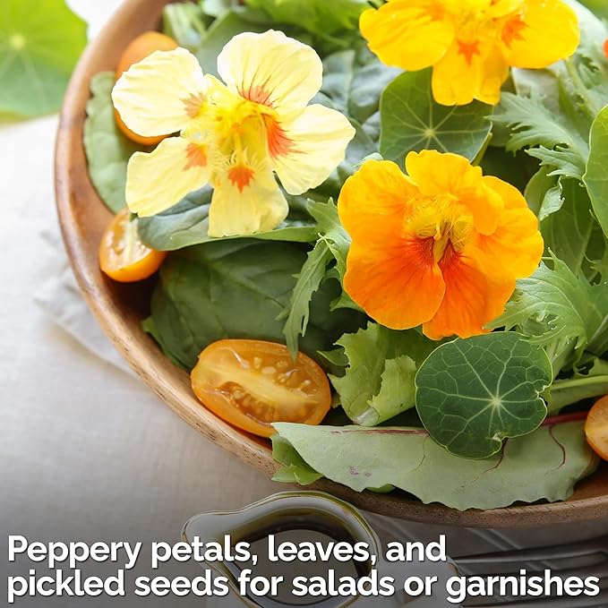 KVITER 75 Mix Jewel Nasturtium Seeds for Planting Outdoors (Tropaeolum Nanum) — Heirloom & Organic Seed Packet — Edible Flower Seeds to Plant Outside & Inside in Garden, Containers, Hanging Baskets