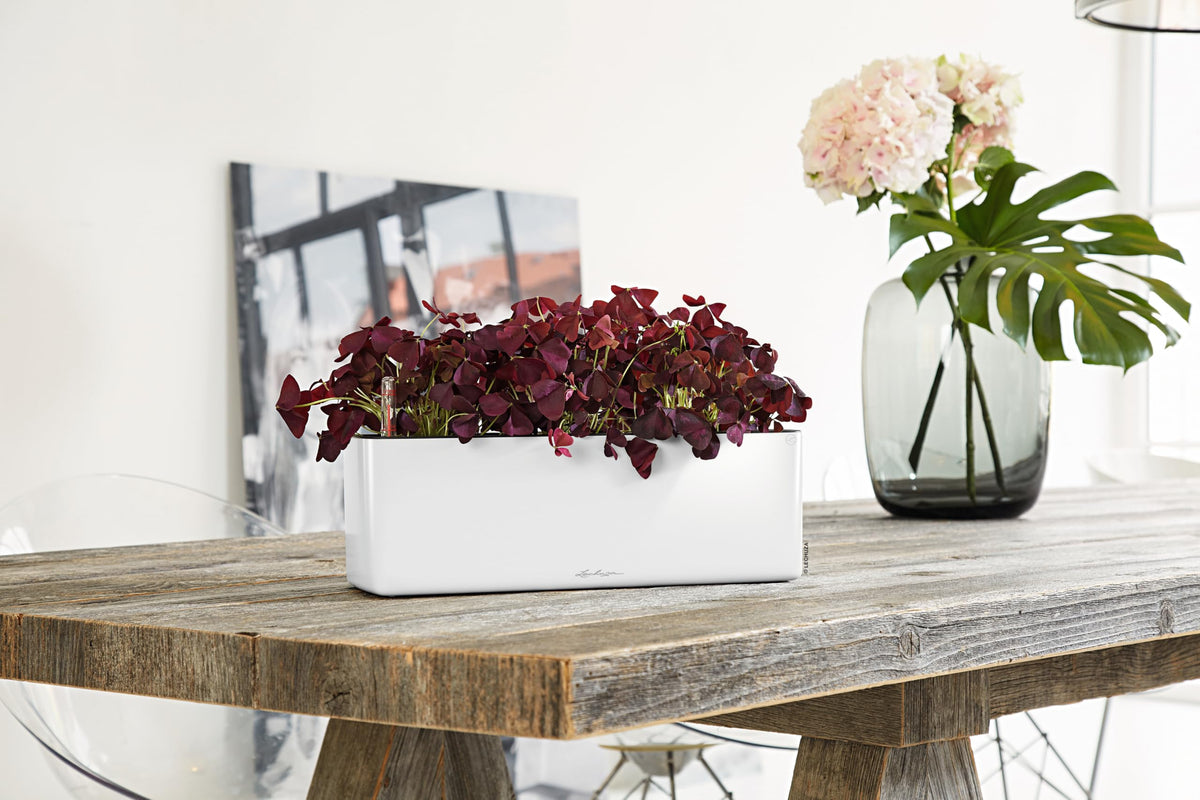 Lechuza Cube Glossy Triple Cream White High Gloss, Self-Watering Window Box, H5.5 L15.7 W5.5 in