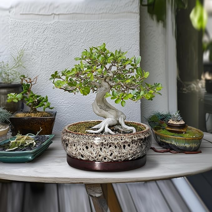 EPFamily Succulent Pots 10 Inch - Ceramic Bonsai Pots with Drainage Hole and Tray, Large Succulent Planters, Shallow Planter Indoor, Round Planter Bowl, Window Decor, Gifts for Plant Lovers, White