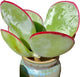 FWPP Live Succulents Plants Echeveria 'White Eyebrow' 3.5 inches,Rare Green Succulents Bare Root Without Pot Soil, Live Plants Indoor Office Decoration Wedding and Gift