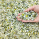 FANTIAN 10 lbs Pebbles for Landscaping,1/4 Inch Polished Green Pea Gravel Small Rocks for Plants, Succulents, Cactus, Vases, Terrarium and Outdoor Gardening