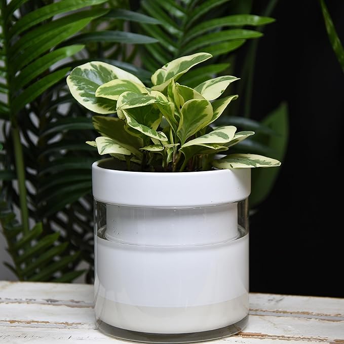 Phoenix Vine 6 Inch Self Watering Planter, White Terracotta Clay Pot with Glass Reservoir for Indoor Plants, Herbs, Flowers, Set of 2, 52-B-F-2