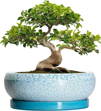 EPFamily Bonsai Pots - 13 Inch Ceramic Succulent Pots with Drainage Hole and Tray, Large Succulent Planter Indoor Outdoor, Round Planter, Shallow Plant Pot, House Decor, Gifts for Plant Lover, Blue