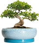 EPFamily Bonsai Pots - 13 Inch Ceramic Succulent Pots with Drainage Hole and Tray, Large Succulent Planter Indoor Outdoor, Round Planter, Shallow Plant Pot, House Decor, Gifts for Plant Lover, Blue