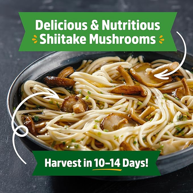 Back to the Roots Organic Shiitake Mushroom Kit; Great Gift; Easy for Beginners, For Indoor Growing (Start Growing Right Away)