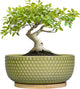 EPFamily Bonsai Planter - 8 Inch Ceramic Succulent Pots with Drainage Hole and Saucer for Indoor Plants, Boho Shallow Round Planter Bowl, Desk Decor, Garden Lover Gifts, Green