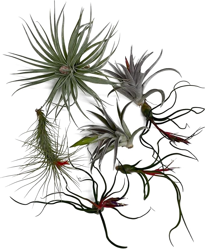 ragnaroc Air Plants - Venner Gift Box Large 4" - 7ct - Live Arrival Guaranteed - House Plants for Home Decor & Gift