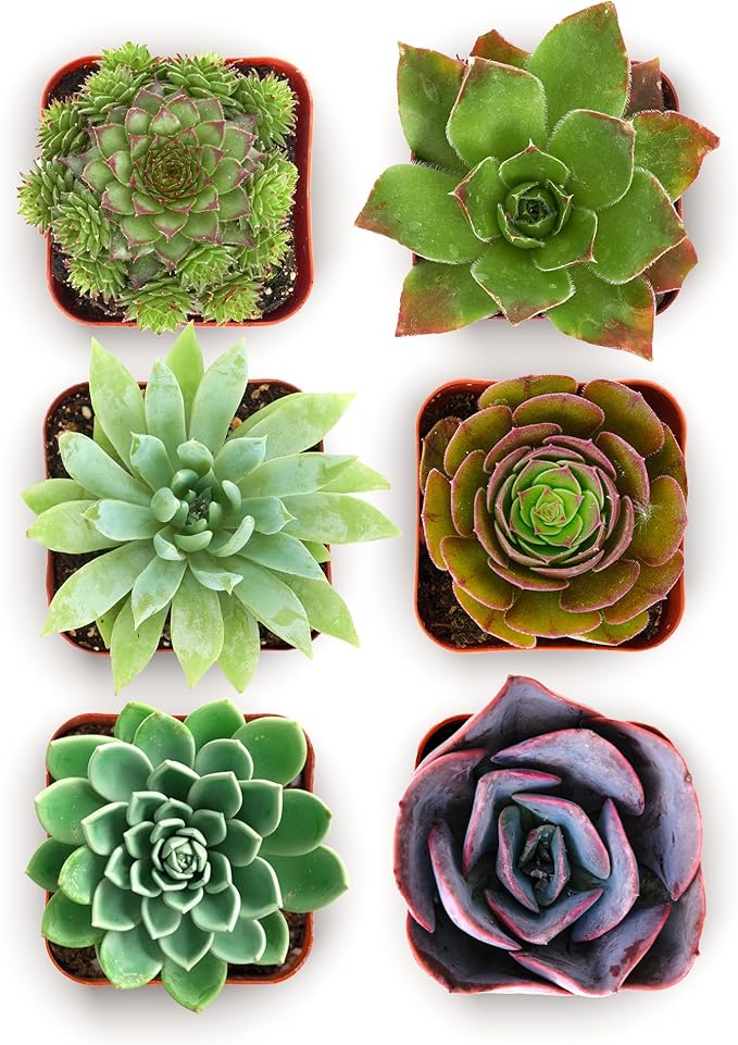 Shop Succulents Echeveria & Rosette Live Succulent Variety Pack – Fully Rooted 2" Potted Plants for Gifts, Favors, DIY Projects, Terrariums, Home Décor, and Garden Arrangements, 6 Pack