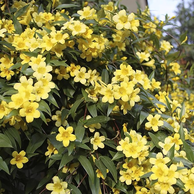 Carolina Jasmine Plant, Live Evergreen Vine, Fragrant Yellow Blooms, Fast Growing Climber for Trellis, Fences, or Arbors - Gelsemium sempervirens - 4 Bags