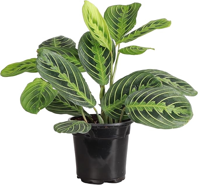 Thorsen's Greenhouse Lemon Lime Prayer Plant, Live Indoor Plant, Pet Friendly, Attractive Houseplant, Lemon Maranta, Natural Air Purifier, Easy to Grow, 4" Diameter Pot (Growers Pot)