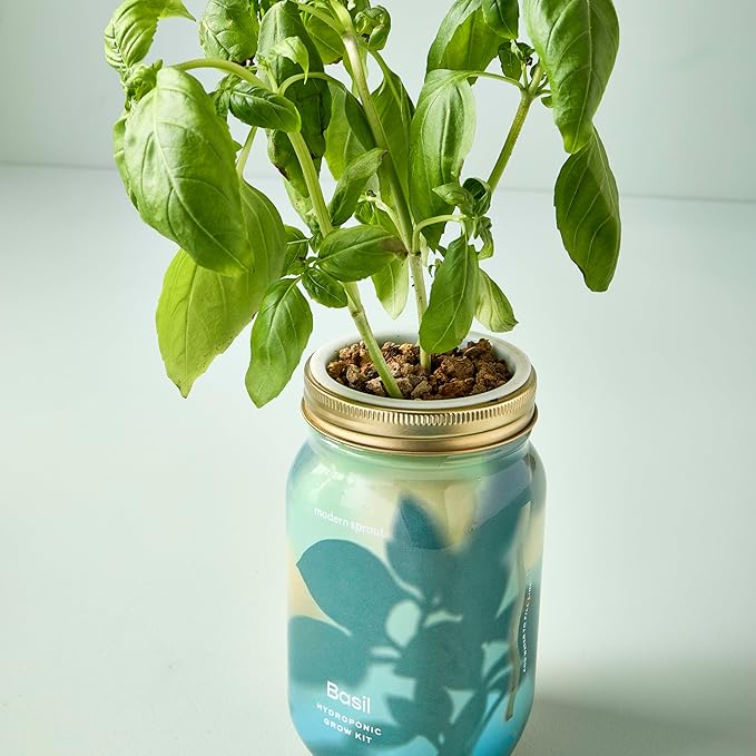Modern Sprout Mason Garden Jar - Self-Watering Hydroponics Growing System Kit with Organic Herb Seeds - Jar Planter for Indoor Herb Garden - Seed Starter Kit - Home Decor & Gifting - Basil