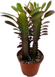 BubbleBlooms Red African Milk Tree, Euphorbia trigona 4 inch Pot, Red Cathedral Cactus Milktree