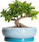EPFamily Bonsai Pots 10 Inch - Shallow Ceramic Planters for Indoor Outdoor, Succulent Pots with Drainage Hole and Saucer, Round Planter Bowl, Succulent Planter, Garden Decor, Housewarming Gifts, Blue