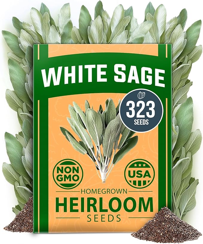 HOME GROWN Non GMO White Sage Seeds 323 Pack Heirloom Seeds - Grow Aromatic Sage Plants for Your Herb Seeds Garden with Sage for Planting Outdoor or Indoor (Salvia apiana)