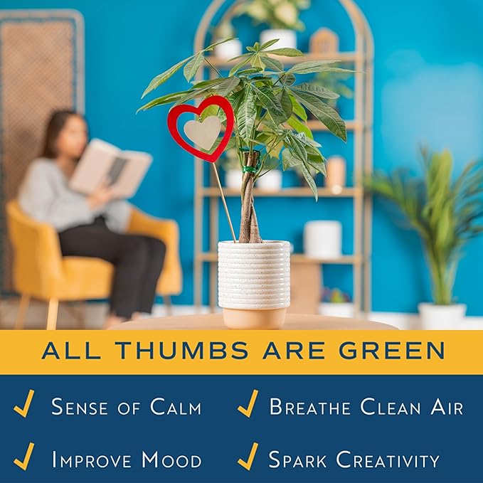 Costa Farms Money Tree Live Plant in Decorative Pot, Easy to Maintain, Air Purifying Braided Indoor Houseplant, Home, Room, or Office Decor, House Warming or Birthday Gift, 12-16 Inches Tall