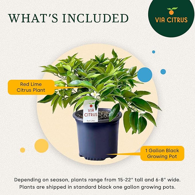 Red Lime Live Fruit Trees 13"- 22" Tall Easy Indoor Plants Live Houseplants, No Shipping to CA, AZ,TX,LA - Outdoor Fruit Plants, Easy House Plant, Houseplant for Patio & Outdoor Planting by Via Citrus