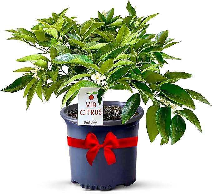 Red Lime Live Fruit Trees 13"- 22" Tall Easy Indoor Plants Live Houseplants, No Shipping to CA, AZ,TX,LA - Outdoor Fruit Plants, Easy House Plant, Houseplant for Patio & Outdoor Planting by Via Citrus
