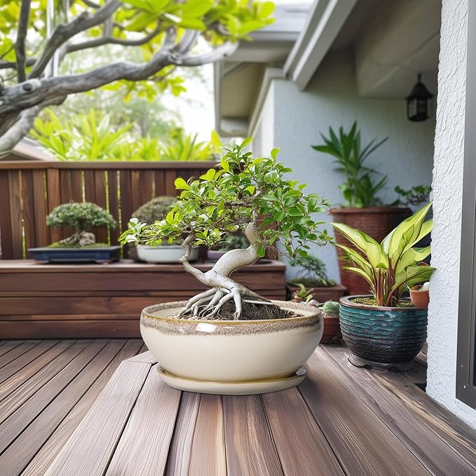 SQOWL Bonsai Pots 12 Inch - Large Ceramic Succulent Planters, Shallow Planter with Drainage Hole and Saucer, Round Bowl Planter for Indoor Outdoor Plants, Home Decor, Plant Lover Gifts, Beige