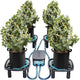 MARS HYDRO Auto Drainage System with Water Pump, 4 Elevated Runoff Trays & 4-Pack 5 Gallon Grow Bags, Plant Drainage Saucers for Indoor Plants Grow Tents