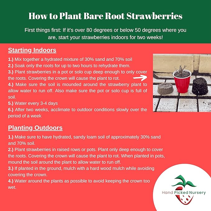 San Andreas Everbearing Bare Root Strawberry Plants - Large Strawberries, Produces Great in Cold and Hot Climates - from Hand Picked Nursery (5)