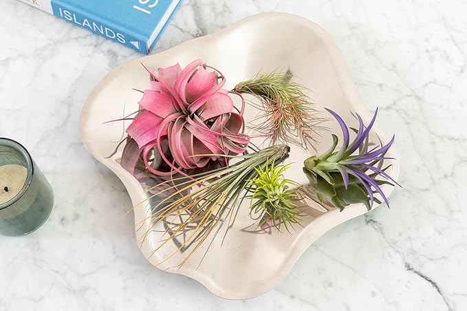 Purple Colorful Tillandsia Air Plants - Long Lasting Color Enhanced Live Tillandsia Succulent House Plants - Home and Garden Decor - Easy Care Indoor and Outdoor (Mini Xerographica, Pack of 3)